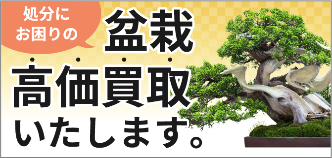 はニわの盆栽買取サービス