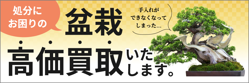 はニわの盆栽買取サービス
